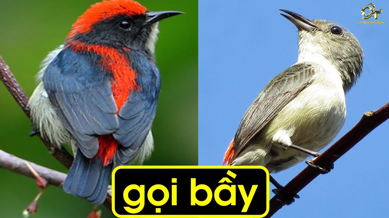 Tiếng chim óc mít gọi bầy, luyện giọng rừng hiệu quả