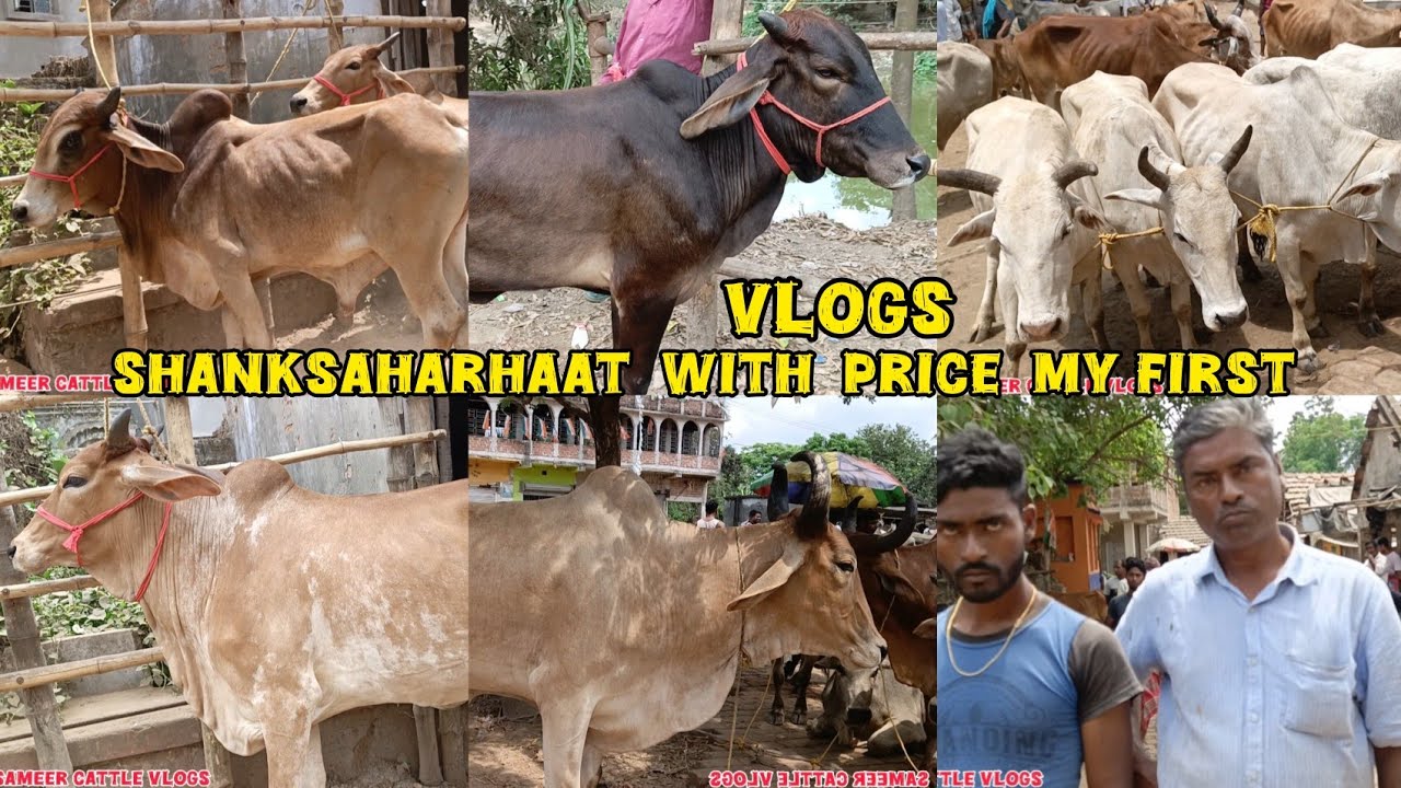 SHANKSAHARHAAT WITH PRICE MY FIRST VLOGS COWS & OX  AVAILABLE  ALL COLLECTION COW KOLKATA COW 2025