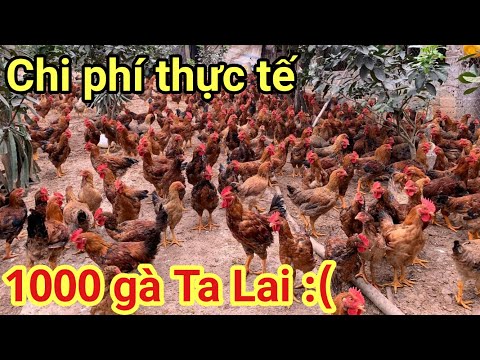 Chi Phí Nuôi 1000 Gà Ta Lai CẦN SUY NGHĨ KĨ ! | Foci