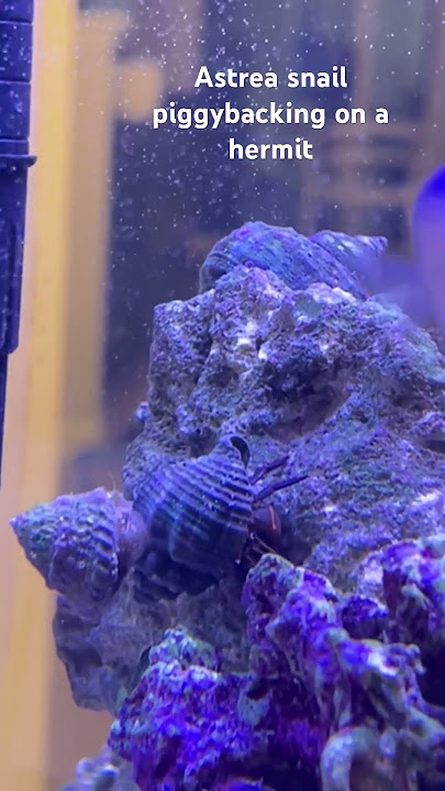 Astrea snail piggybacking a hermit