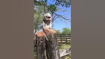 Potoo birds hauntingly beautiful sound