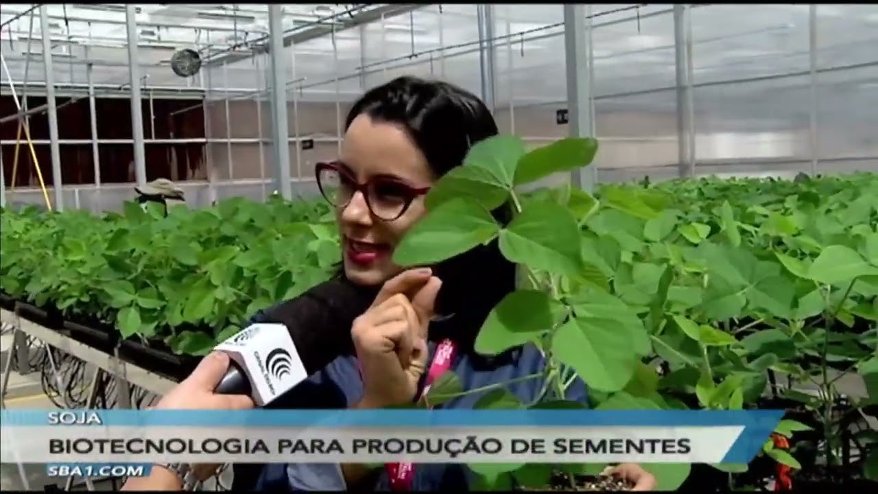 Cruzamento genético busca melhoramento da soja e milho