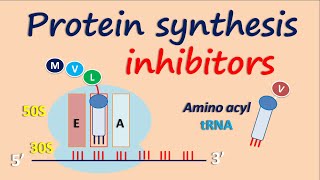 Protein synthesis inhibitors