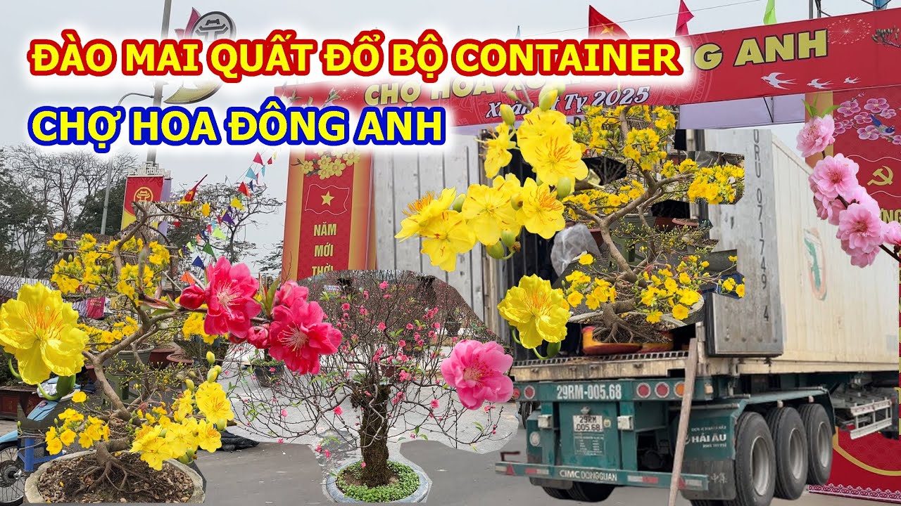 NGỠ NGÀNG HÀNG CONTAINER MAI ĐÀO QUẤT ĐỔ BỘ CHỢ HOA XUÂN ĐÔNG ANH TẾT 2025