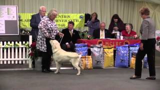 MCLRC Puppy Of The Year 2015 by Labrador Retrievers by Dahlin 3,769 views 8 years ago 34 minutes
