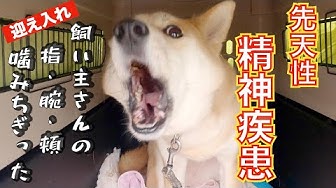 噛み犬 Youtube