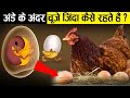 अंडे के अंदर चूज़े ज़िंदा कैसे रहते हैं? | How do Chicks survive inside Egg? | Factified Hindi Ep #99