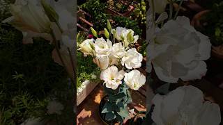 beautiful Lisianthus flowers 😍 #eustoma #nandini #flowers #shorts #shortsfeed #shortsvideo #trending