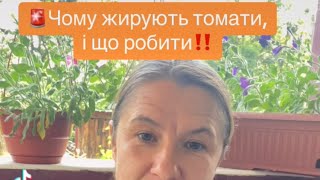 Чому жирують томати🍅🍅🍅🍅, та , що робити !! #томати #україна #город #дача #обробка