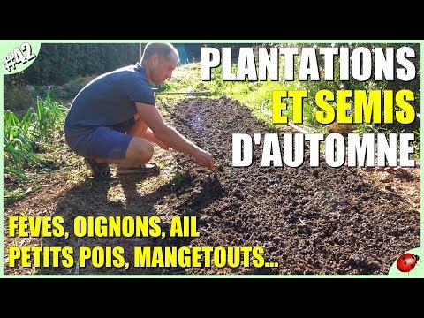 Vidéo: Plantation de graines d'automne - Bonnes plantes pour les semis d'automne