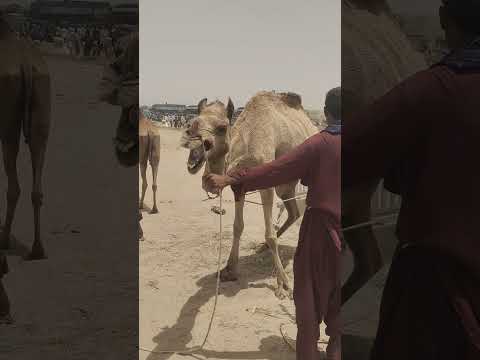 الفلاح يمسك لجام الجمل الأنثى يحاول بكل جهد أن يقودها نحو السيارة لكنها ت ظهر قوتها وصلابتها