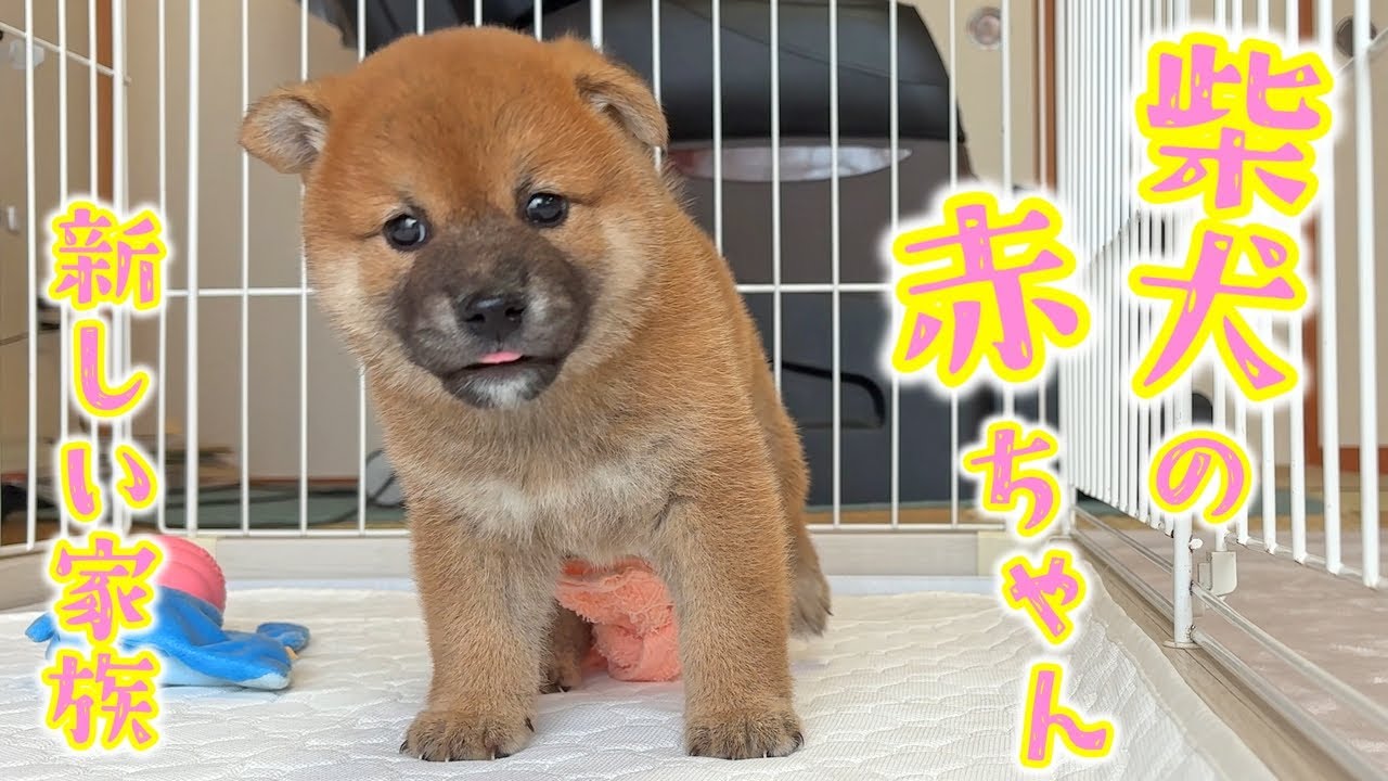 柴犬の赤ちゃんをお迎えします【てぃーだの弟】