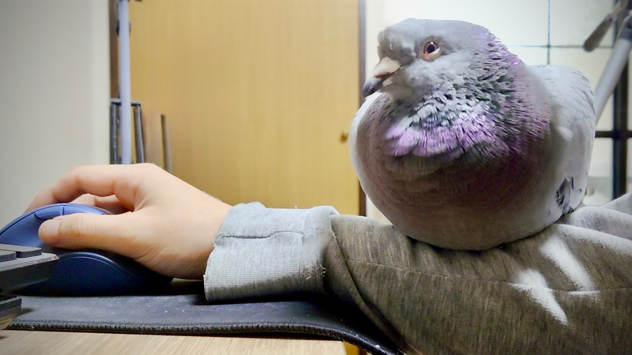 Идеальный сон голубя на руке