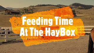 HayBox Automatic horse feeder. Customer video of our single long feeder in action.