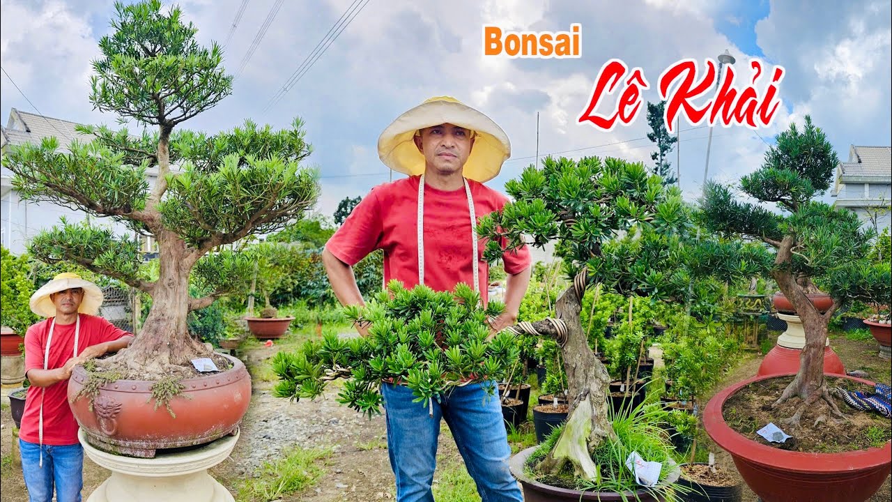 Tùng bonsai thành phẩm & phôi, Tùng Kim Cương ghép cành (giá tốt 1/3) Lê Khải
