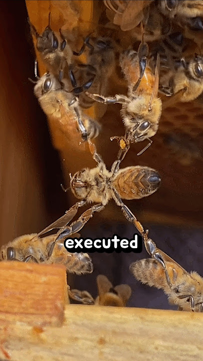 Why a Cute Bee Gets Executed by Its Friends 🐝👀