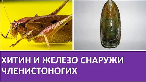 1. Хитин и железо снаружи членистоногих