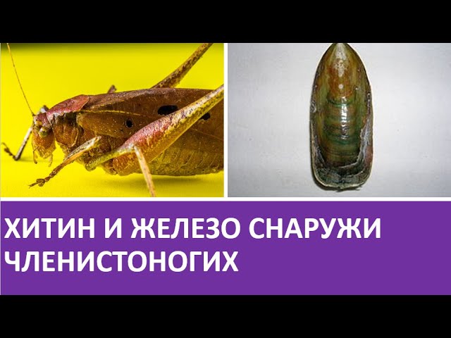 1. Хитин и железо снаружи членистоногих