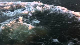 Cormoran Niesulice See Am Campingplatz 2013 44