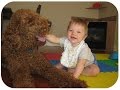 Poodle Dogs Making Baby Laugh Compilation - Cutest Relationship Poodle Dogs And Baby Videos