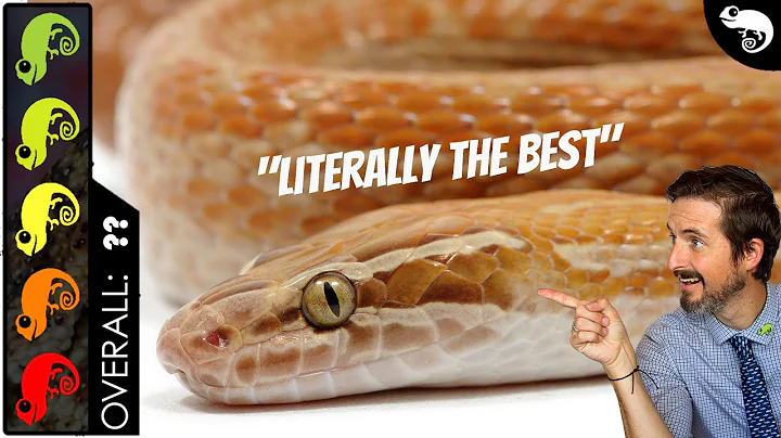 Cape House Snake, The Best Pet Reptile?