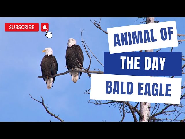 Bald Eagle -- Bird of the Day | Educational Animal Videos for Kids, Homeschoolers, and Teachers class=