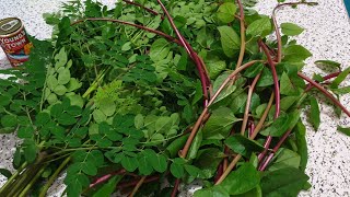 Cooking Law Uy Malungay And Alugbati With Sardenas 😋