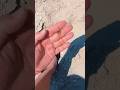 Beach Find – Hidden Gold in the Sand!  #bestmetaldetector #metaldetecting