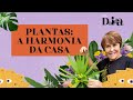 Plantas que trazem harmonia e prosperidade: o que diz o FENG SHUI? | Márcia Fernandes