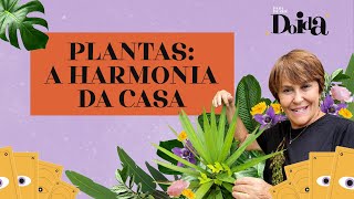 Plantas que trazem harmonia e prosperidade: o que diz o FENG SHUI? | Márcia Fernandes