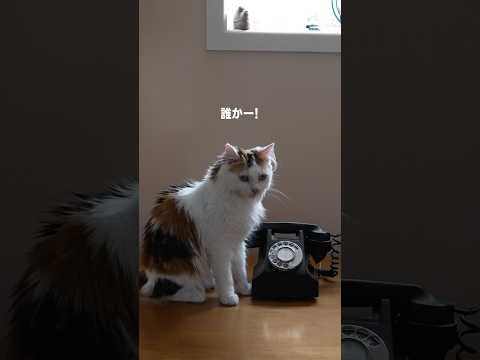 この子のCM公開中 4 電話番 窓と猫の物語 チームメイト 篇 YKK AP Shorts