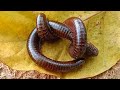 2 Beautiful Giant Millipede in Love 