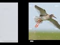 صوت الطيطوي احمرالساقRed Shank Call