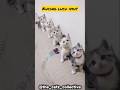 FUNNY CATZ 😅 EPISODE 1 #shorts