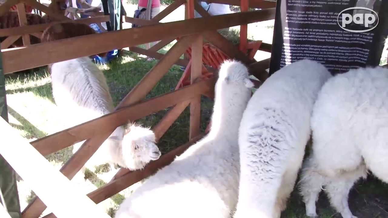 Zawrotna kariera sympatycznej alpaki