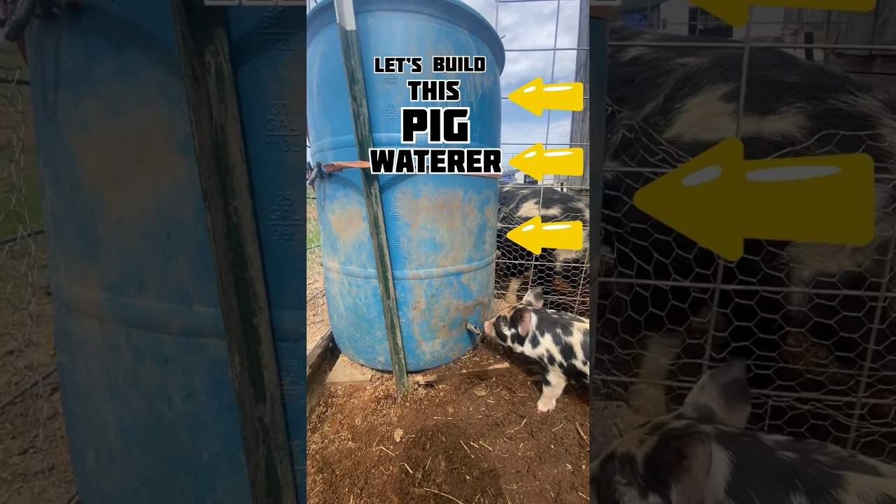 Let&rsquo;s Build A Pig Waterer