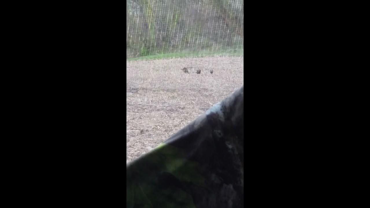 Indiana Spring Turkey Season, Youth Hunt YouTube