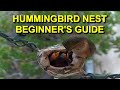 Hummingbird Nest Ultimate Beginner's Guide
