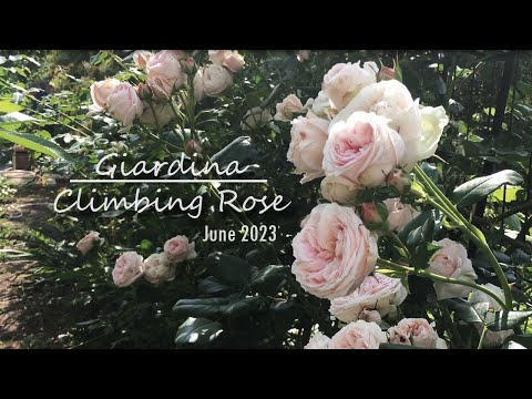Giardina in bloom |  Rosen Tantau climbing rose | Amazing  pink blooms - 2023 edition!