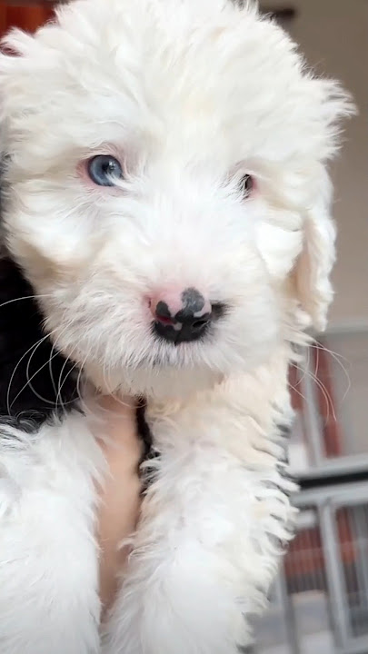 How Cute Puppy 😳🥰