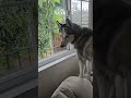 Ollie is looking out for something -oct 2025