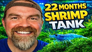 Blue Dream Shrimp Tank Update: 22-Month Growth, Maintenance & Feeding Tips