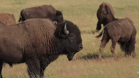 Website header video demo 1