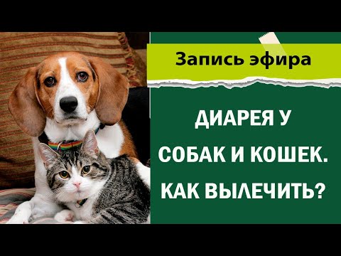 Диарея у собак кошек.  Как вылечить?