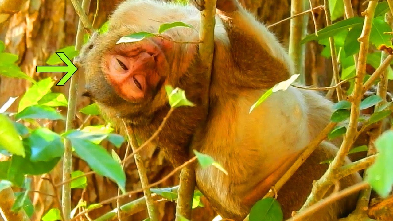 Update About SweetPea Situation, Sp Sleeping Like This Because Of His Hip Is Strained