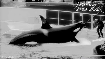 Deceased Orca MEP Parts #2