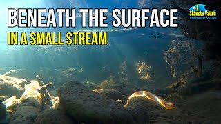 Beneath the surface in a small stream  #undervattensfilm #beneaththesurface #underwatervideo
