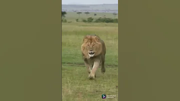 أسد الغابة ملك سرعة وعنفوان 