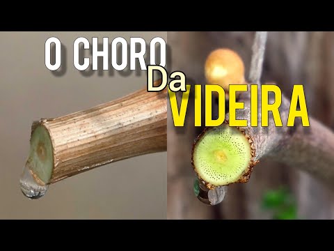 Vídeo: Uvas vazando água - o que fazer quando sua videira está pingando