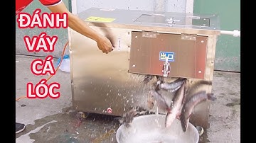 Bán máy đánh vảy cá lóc, đánh vảy cá rô phi, đánh vả cá rô đồng, đánh vảy cá diêu hồng ở sài gòn
